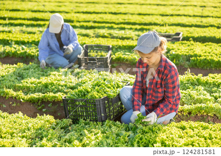 Young girl seasonal worker harvesting green lettuce at farm plantation 124281581
