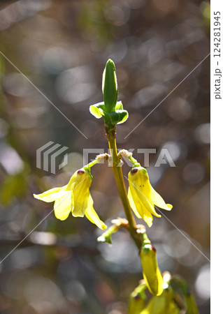 レンギョウの花 124281945