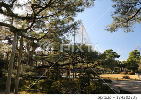 兼六園 雪吊り 雪吊 124282235