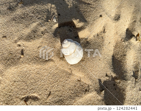 White river shell on the sand on the beach under 124282441