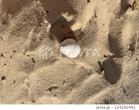 White river shell on the sand on the beach under White river shell on the sand on the beach under 124282442