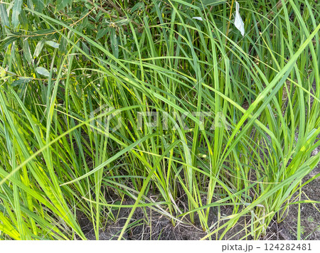 Green grass on the ground in summer. green natural 124282481