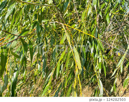 Tree branches on the sandy shore. sun summer Tree branches on the sandy shore. sun summer 124282503
