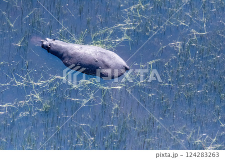 Aerial shot of an hippopotamus submerged in the Okavango Delta Aerial shot of an hippopotamus submerged in the Okavango Delta 124283263