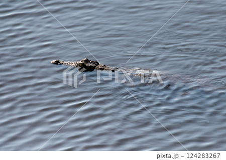 Submerged crocodile floating in the chobe river Submerged crocodile floating in the chobe river 124283267