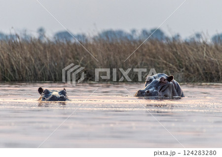 Submerged hippotamus in the Okavango Delta Submerged hippotamus in the Okavango Delta 124283280