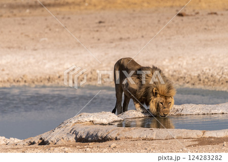 Lion in Etosha Lion in Etosha 124283282