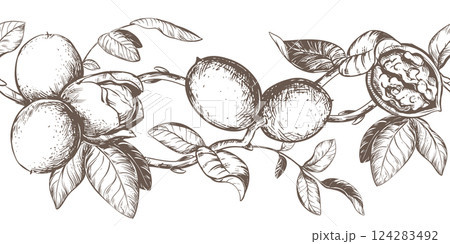 Horizontal pattern of walnut branches. Vector border with kernels, leaves and nut skin. Illustration in engraving style. Design for pasta, nut paste or liqueur. Hand drawn ink sketch. Horizontal pattern of walnut branches. Vector border with kernels, leaves and nut skin. Illustration in engraving style. Design for pasta, nut paste or liqueur. Hand drawn ink sketch. 124283492