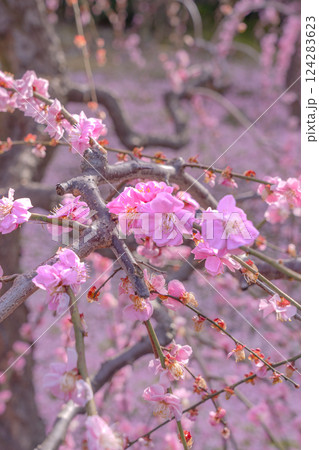 しだれ梅が満開　花びらの絨毯　京都　城南宮 124283623