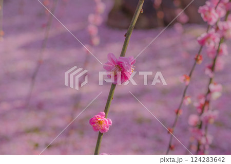 しだれ梅が満開　花びらの絨毯　京都　城南宮 124283642
