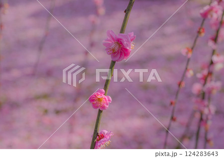 しだれ梅が満開　花びらの絨毯　京都　城南宮 124283643