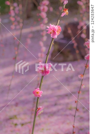 しだれ梅が満開 花びらの絨毯 京都 城南宮 しだれ梅が満開 花びらの絨毯 京都 城南宮 124283647