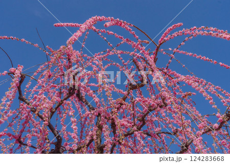 しだれ梅が満開　花びらの絨毯　京都　城南宮 124283668