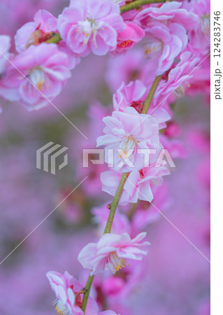 しだれ梅が満開 花びらの絨毯 京都 城南宮 しだれ梅が満開 花びらの絨毯 京都 城南宮 124283746