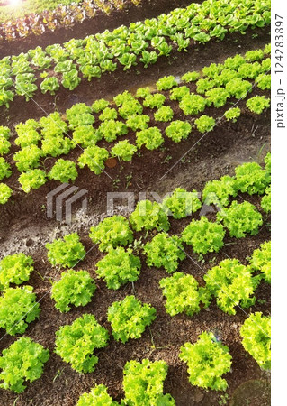Growing organic vegetable farms Growing organic vegetable farms 124283897