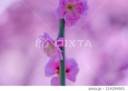 しだれ梅が満開　花びらの絨毯　京都　城南宮 124284001