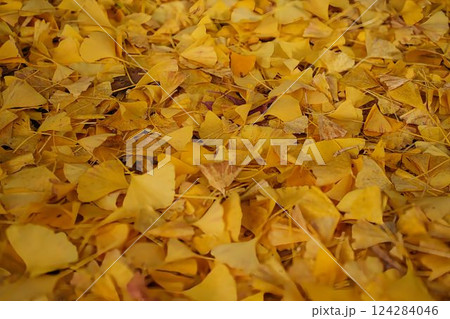 足元を彩るイチョウの落ち葉 124284046