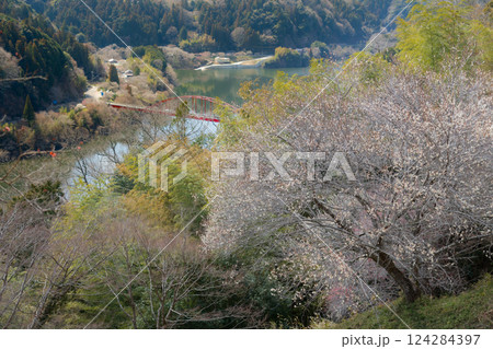 月ヶ瀬梅渓　早春の紅白鮮やかな梅　奈良県 124284397