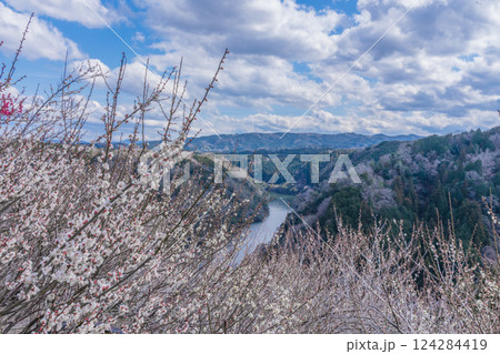 月ヶ瀬梅渓　早春の紅白鮮やかな梅　奈良県 124284419