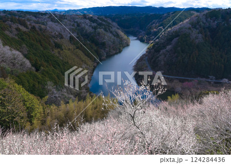 月ヶ瀬梅渓　早春の紅白鮮やかな梅　奈良県 124284436