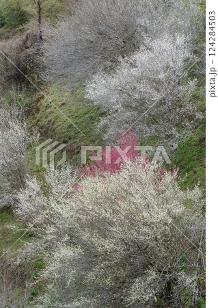 月ヶ瀬梅渓　早春の紅白鮮やかな梅　奈良県 124284503