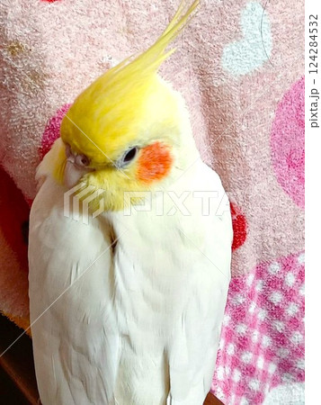 眠い手乗りのオカメインコ 眠い手乗りのオカメインコ 124284532