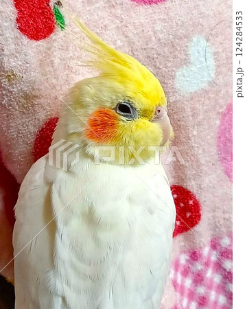 眠い手乗りのオカメインコ 眠い手乗りのオカメインコ 124284533