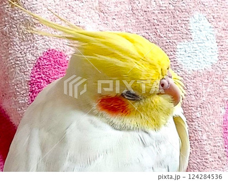 眠い手乗りのオカメインコ 124284536