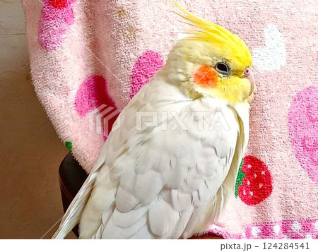 眠い手乗りのオカメインコ 眠い手乗りのオカメインコ 124284541