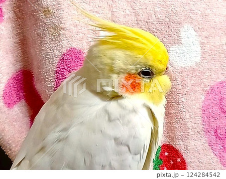 眠い手乗りのオカメインコ 眠い手乗りのオカメインコ 124284542