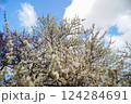 青空に映える早春の白梅の花 124284691