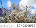青空に映える早春の白梅の花 124284692