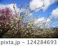 梅園の咲きそろった紅白の梅 124284693