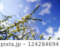 春の青空の下のもうすぐ花開く梅の蕾 124284694