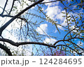 開花を待つ梅の蕾 124284695