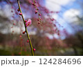 早春の枝垂れ梅の花と蕾たち 124284696