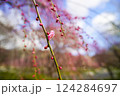 まだ咲きそろう前のしだれ梅の枝 124284697