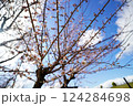 春の青空の下の次々に咲いていく白梅の花 124284698
