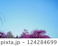 青空と梅の花と飛行機 124284699