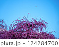 青空と梅の花と飛行機 124284700