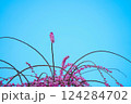 青空に映えるピンクの梅の花 124284702