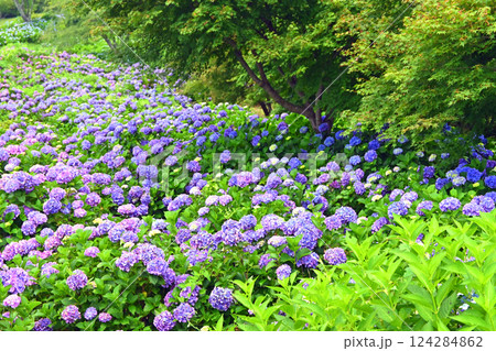 美の山公園（秩父）の紫陽花 124284862