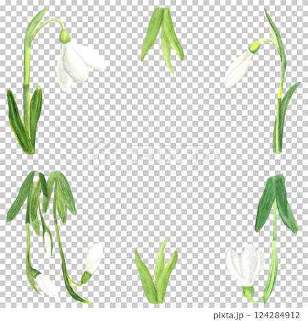 Watercolor spring first flowers, hand-drawn illustration, frame of snowdrops 124284912