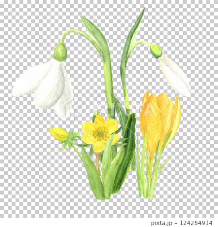 Watercolor spring first flowers, hand-drawn illustration, yellow crocuses, snowdrops 124284914