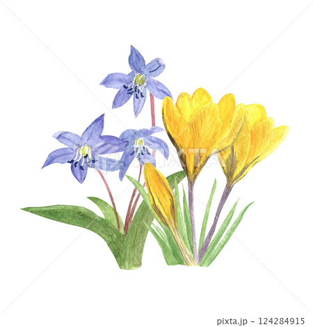 Watercolor spring first flowers, hand-drawn illustration, yellow crocuses, snowdrops 124284915
