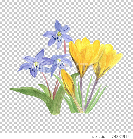 Watercolor spring first flowers, hand-drawn illustration, yellow crocuses, snowdrops 124284915