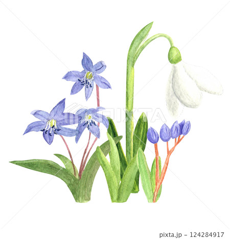 Watercolor spring first flowers, hand-drawn illustration, yellow crocuses, snowdrops 124284917