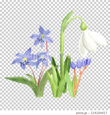 Watercolor spring first flowers, hand-drawn illustration, yellow crocuses, snowdrops 124284917