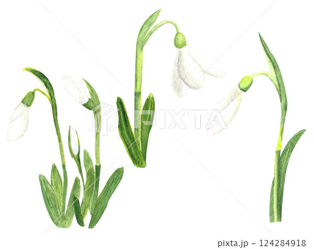 Watercolor snowdrops, hand-drawn illustration. Spring first flowers 124284918