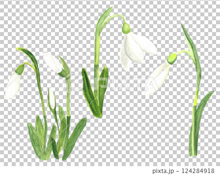 Watercolor snowdrops, hand-drawn illustration. Spring first flowers 124284918